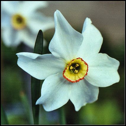 Narcisse des poètes,
Narcissus poeticus,
Mantuan Narcisse des poètes,
Narcissus poeticus,
Mantuan